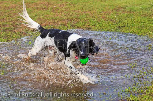 A wet black and white English Springer Spaniel dog 
having fun running in a puddle of water with a ball. 
England, UK, Britain. PR 13/02