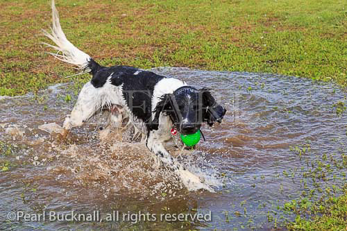 A wet black and white English Springer Spaniel dog 
having fun running in a puddle of water with a ball. 
England, UK, Britain. PR 13/02