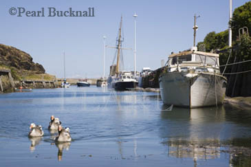 Moored boats by wharf in old port in summer with 
Greylag geese Anser anser. Porth Amlwch Isle of 
Anglesey North Wales UK

Keywords: coast harbour landscape village scenic


