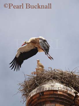 WHITE STORK (Ciconia ciconia) flying from nest with 
sitting mate watching, on a disused chimney against 
sky. Portimao, Algarve, Portugal 

