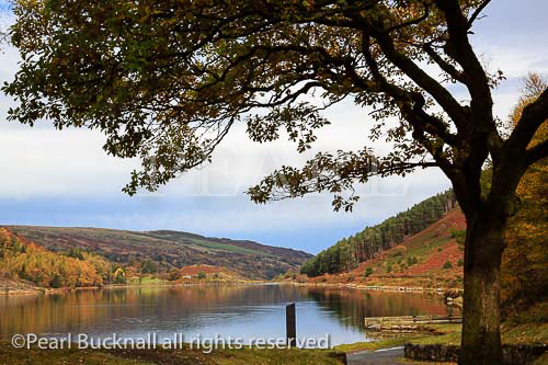 Llyn Geirionydd lake framed by Oak tree in Gwydyr 
Forest Park in autumn in Snowdonia National Park. 
Trefriw, Conwy, North Wales, UK, Britain, Europe