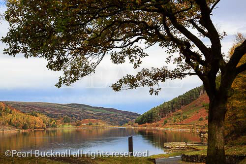 Llyn Geirionydd lake framed by Oak tree in Gwydyr 
Forest Park in autumn in Snowdonia National Park. 
Trefriw, Conwy, North Wales, UK, Britain, Europe
