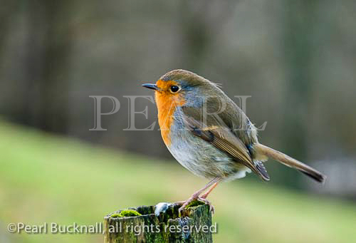 One adult European Robin bird (Erithacus rubecula) 
perching on a mossy post in countryside. UK, Britain