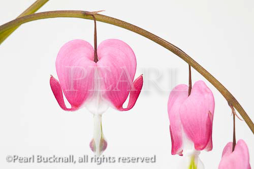 Floral of Dicentra spectabilis heart shaped flowers on a 
white background