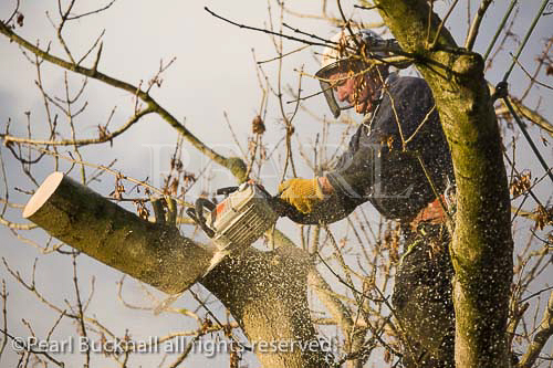 Tree surgeon wearing helmet, visor, protective gloves
and harness using chain saw to cut a falling branch
with sawdust flying high up in an Ash tree. UK Britain