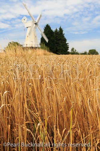 19th century Kentish smock mill restored and working 
white wooden windmill beyond a field of ripe Barley 
crop (Hordeum vulgare) ready for harvest. 
Woodchurch, Kent, England, UK, Britain
