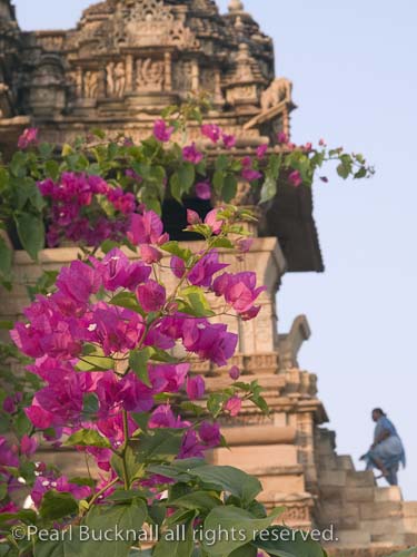 Pink Bougainvillea flowers and Kandariya Mahadeva 
Hindu Temple tallest in Western group. Khajuraho 
Madhya Pradesh India Asia
