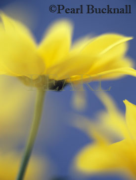 Single Flowered Yellow Chrysanthemum Bora focused 
through foreground petals in close up against a blue 
background.
