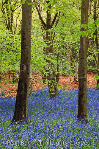 May Bluebell wood with Beech trees in spring near 
West Stoke, Chichester, West Sussex, England, UK, 
Britain