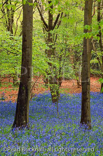 May Bluebell wood with Beech trees in spring near 
West Stoke, Chichester, West Sussex, England, UK, 
Britain