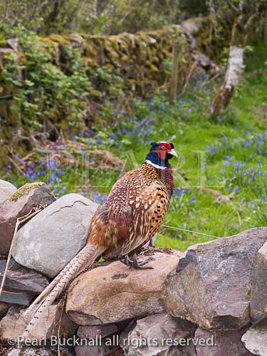 Male Pheasant (Phasianthus colchicus) stood on stone 
wall with bluebells in field behind in spring. Dumfries 
& Galloway, Scotland, UK. 