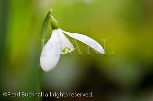 Close-up of a wild Snowdrop flower (Galanthus 
nivalis) in winter. North Wales, UK, Britain.