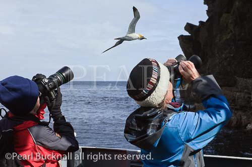 Noss, Shetland Islands, Scotland, UK, Britain. Two 
women birdwatching on a boat trip to see Gannets 
(Morus bassanus, Sula bassana) nesting on seacliffs 
with a Gannet flying overhead