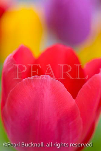 Floral arrangement red  Tulipa flower in close up with 
multi coloured background of out of focus colourful 
tulips. Studio still life