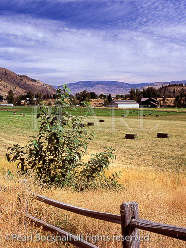 FARMLAND in late summer in beautiful Methow Valley 
on the North Cascades Scenic Highway. Carlton, 
Washington, USA, North America