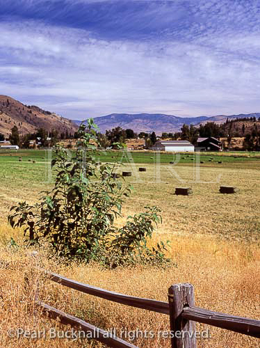 FARMLAND in late summer in beautiful Methow Valley 
on the North Cascades Scenic Highway. Carlton, 
Washington, USA, North America