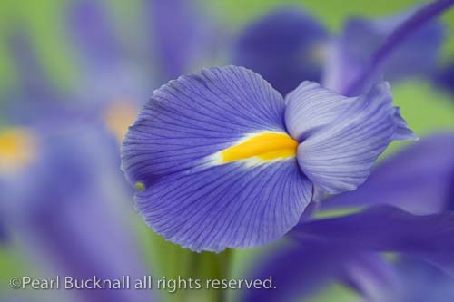 Blue-violet Iris Iridaceae flowers close-up softly 
diffused
