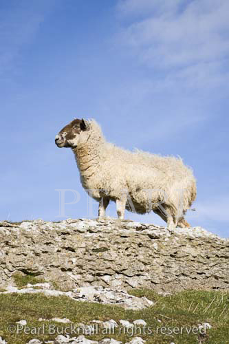 One Blackface sheep standing on rock against blue sky 
side view looking left. North Wales UK Europe.

Keywords: agriculture animal low angle