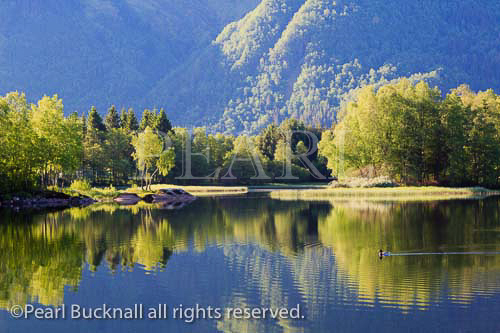 Tranquil scene with trees reflected in ripples on Lake 
Haukeland in early morning in summer near Bergen, 
Hordaland, Norway, Scandinavia, Europe. 