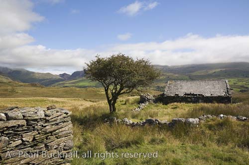 Cwm Pennant Gwynedd North Wales UK. Old stone 
barn and tree in rural valley with view to Moel Hebog 
in Snowdonia National Park

Keywords: Britain country scene landscape welsh 
valley