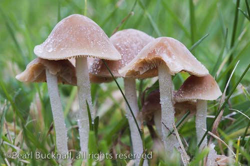 Britain UK. Close-up of autumn fungi growing in a 
garden lawn
