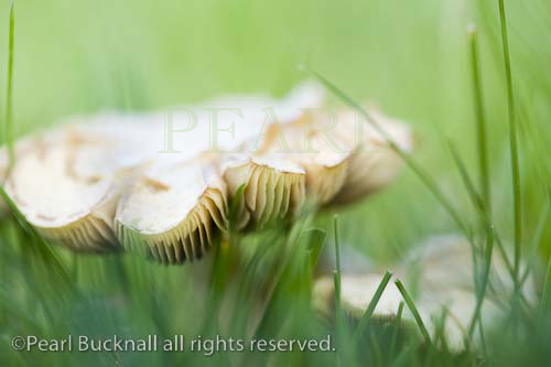 Close up of gills of mushroom fungus growing in 
garden lawn grass in autumn. UK Europe

