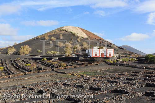 Winery beyond a field of dormant vines growing in 
volcanic ash protected by walls in vineyards of La 
Geria, Uga, Lanzarote, Canary Islands, Spain, Europe.