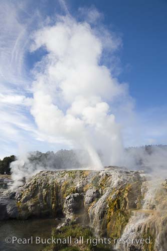 Prince of Wales and Pohutu geysers erupting steam in 
NZ Arts and Crafts Institute Te Puia in Whakarewarewa 
Thermal Reserve. Rotorua North Island New Zealand 

