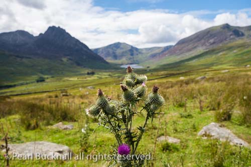 Spear Thistle (Cirsium vulgare) flower heads growing in 
Ogwen Valley in mountains of Snowdonia National Park 
in summer. Ogwen, Conwy, North Wales, UK, Britain