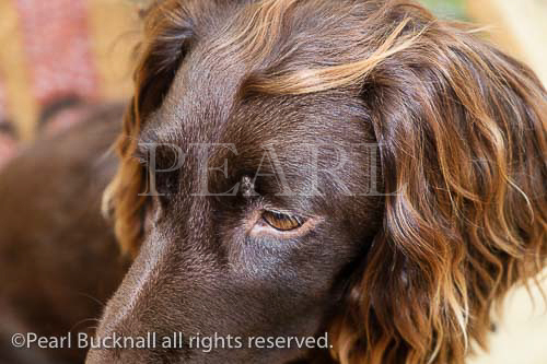 Chocolate brown Cocker Spaniel pet dog head shot 
portrait. UK