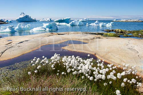 Seed heads of Arctic Cottongrass (Eriophorum 
callitrix) growing on seashore with icebergs from 
Ilulissat Icefjord floating offshore in summer. Ilulissat 
(Jakobshavn), Qaasuitsup, Greenland