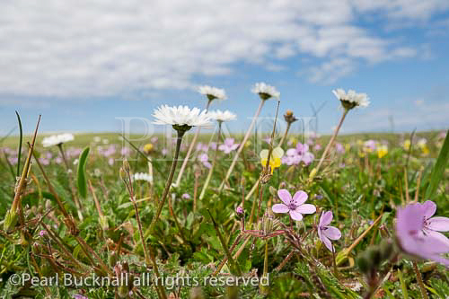 Wildflowers growing in machair grassland in summer 
at Balranald RSPB Nature Reserve, North Uist, Outer 
Hebrides, Western Isles, Scotland, UK, Britain, Europe.