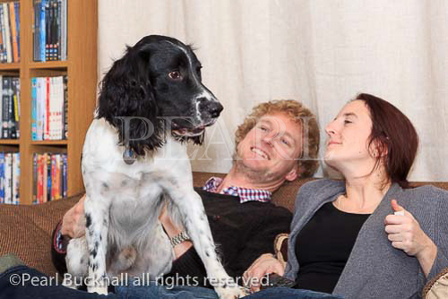 Two people sitting on a sofa smiling at a black and 
white English Springer Spaniel pet dog sitting on their 
lap in the living room at home. England, UK, Britain, 
Europe. 