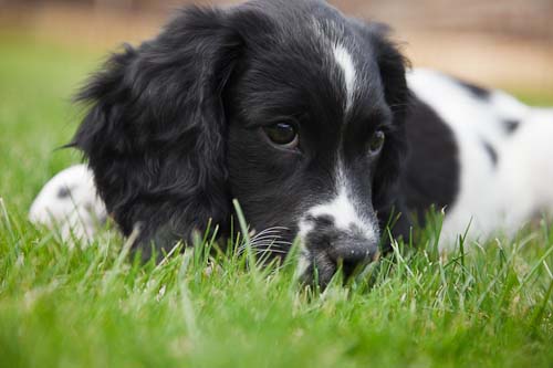 Springer Spaniel puppy lying on the grass