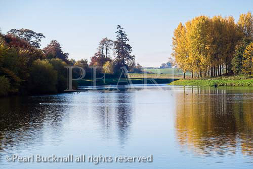 Tranquil scene with autumn trees reflected in River 
Tweed. Kelso, Berwickshire, Scottish Borders, 
Scotland, UK, Britain, Europe