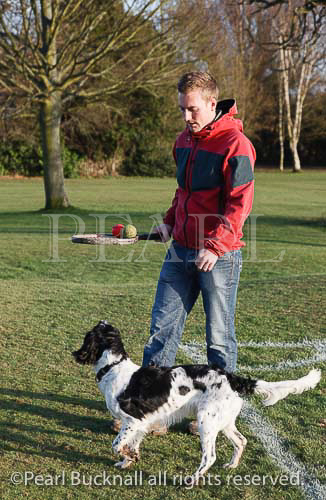 England, UK, Great Britain, Europe Man wearing a red 
jacket and blue jeans taking a black and white English 
Springer Spaniel dog for a walk in the park to play ball. 