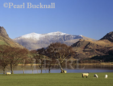 SNOWDON SUMMIT Yr Wyddfa from west across 
Llyn Nantlle Uchaf with snow on summit and sheep 
in foreground in Snowdonia National Park  Nantlle 
Gwynedd Wales UK 

Keywords: welsh country scene countryside Cymru 
lake landscape mountains picturesque rural scenic 
winter british britain