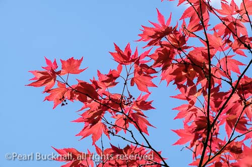 Backlit red Japanese Maple (Acer palmatum) leaves 
against a blue sky from below. England, UK, Britain