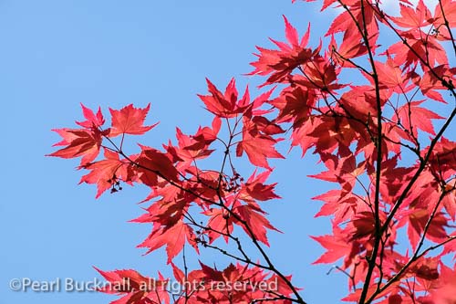 Backlit red Japanese Maple (Acer palmatum) leaves 
against a blue sky from below. England, UK, Britain