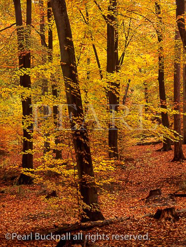 BEECH WOOD (Fagus sylvatica) in autumn in Alice Holt 
Forest Park, Hampshire, England, UK, Britain
