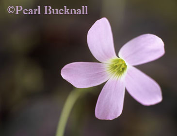 PURPLE SHAMROCK Oxalis triangularis one pink flower 
in close-up 