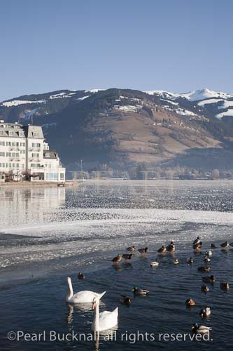 Frozen Zeller See lake with swans and wildfowl in 
melted pool in winter. Zell am See, Austria, Europe

Keywords: alps, alpine, European, mountains, resort,