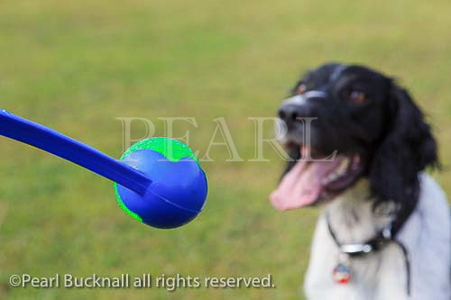 A black and white English Springer Spaniel dog eagerly 
waiting for someone to throw a ball with a thrower. 
England, UK, Britain