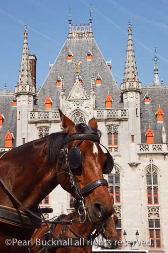 Horses with blinkers in front of the Gothic Provincial 
Court in the historic square. Markt, Bruges, Belgium, 
Europe. 