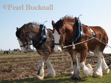 ANGLESEY VINTAGE PLOUGHING MATCH Pair of Shire 
horses, Davy and David, pulling vintage hand plough 
for the Teilia Cup. Cemaes, Anglesey, Wales, UK

Keywords: activity agriculture animal countryside 
heritage power rural teamwork team work