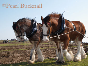 ANGLESEY VINTAGE PLOUGHING MATCH Pair of Shire 
horses, Davy and David, pulling vintage hand plough 
for the Teilia Cup. Cemaes, Anglesey, Wales, UK

Keywords: activity agriculture animal countryside 
heritage power rural teamwork team work
