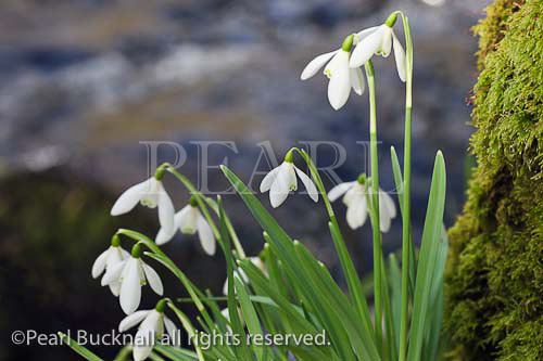 Wild Snowdrops (Galanthus nivalis) growing beside 
Afon Dwyfor River in winter. North Wales, UK, Europe.
