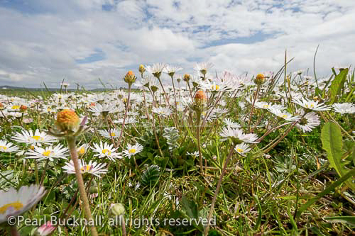 Worms' eye close-up view of Daisies (Bellis 
perennis) growing in Machair grassland. Balranald, 
North Uist, Outer Hebrides, Western Isles, Scotland, 
UK, Britain