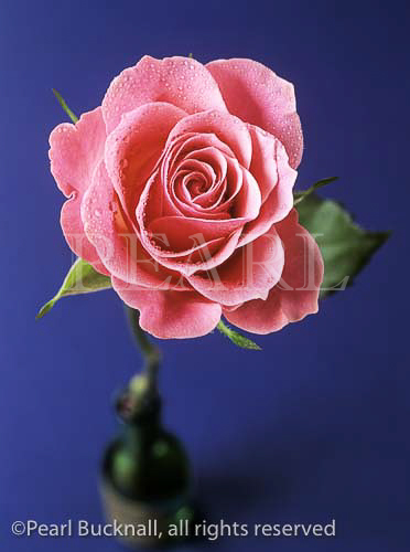 Floral close-up of a pink rose with water drops against 
a blue background