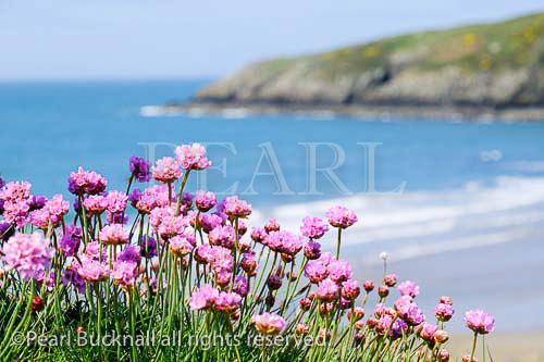Sea Pink or Thrift (Armeria maritima) flowers 
growing beside the coast path above the beach in 
early summer. Church Bay / Porth Swtan, Isle of 
Anglesey, North Wales, UK, Britain, Europe